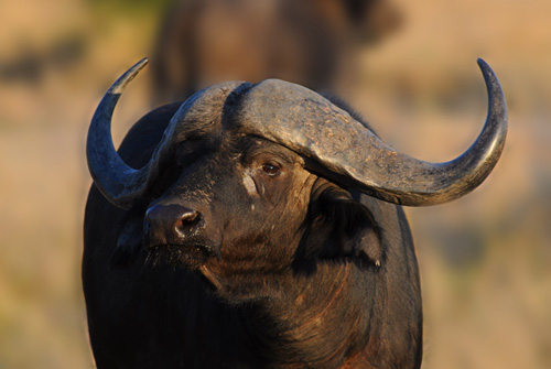 Buffalo Sighting at Kruger National Park. Book your Safari Accommodation Buffalo,Kruger National Park,Accommodation,Bookings