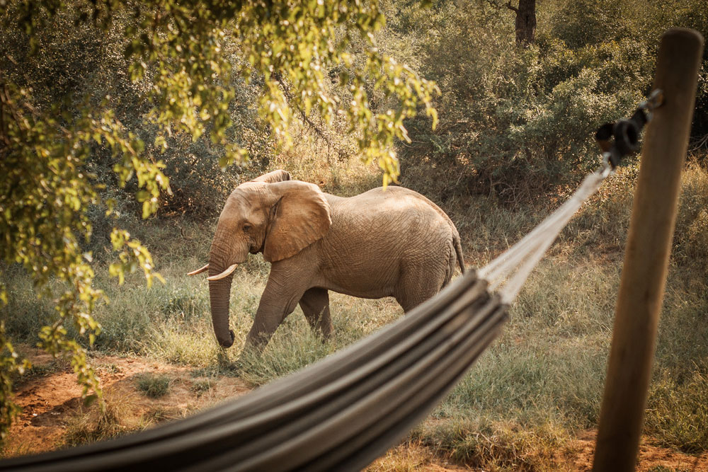 Garonga Safari Camp, Makalali Private Game Reserve - Luxury Safari Accommodation Bookings