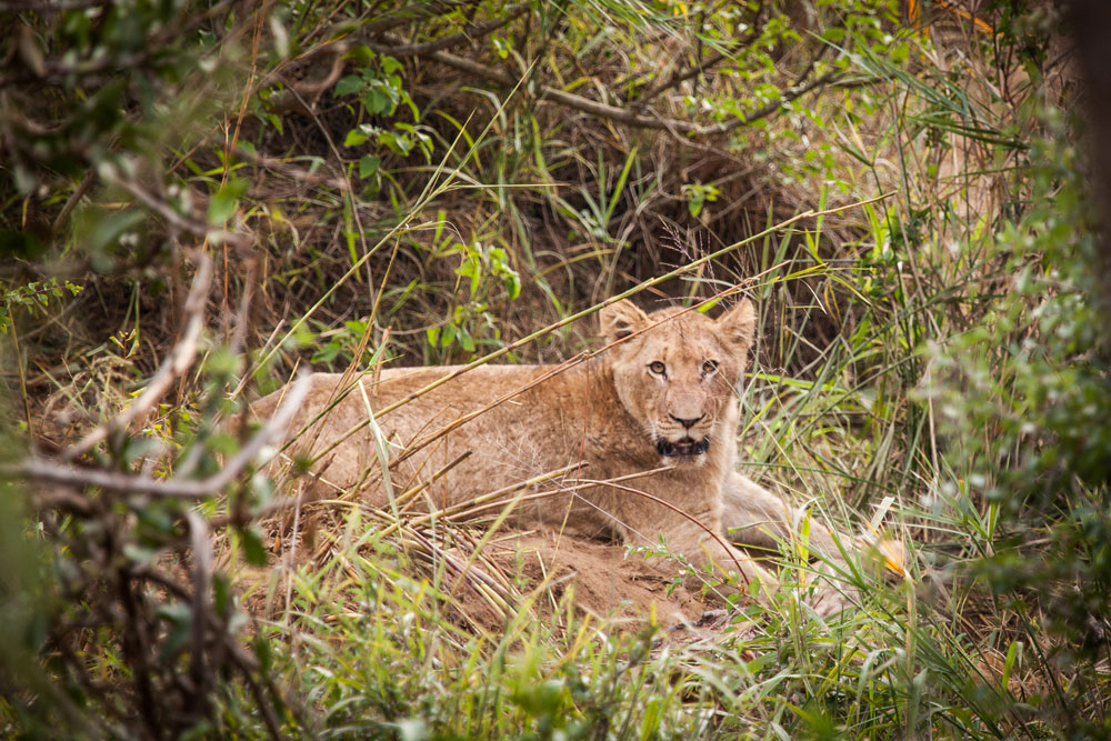 Garonga Safari Camp, Makalali Private Game Reserve - Luxury Safari Accommodation Bookings